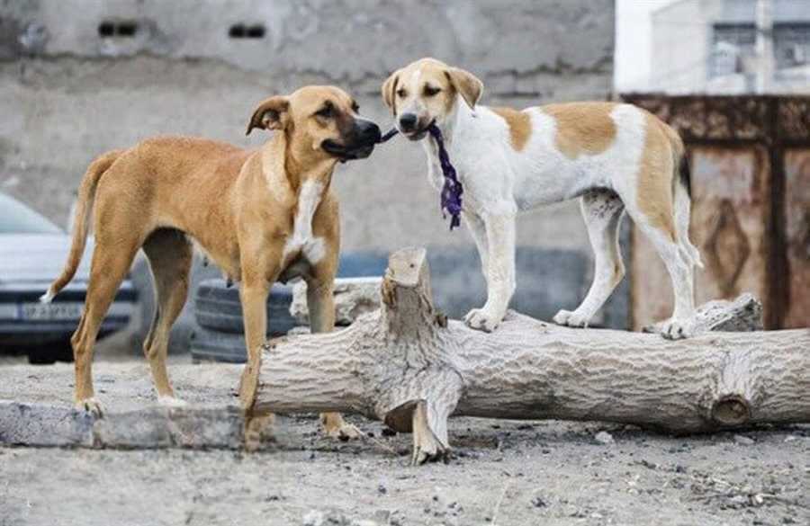 سگ‌گرفتگی روی دورِ تند